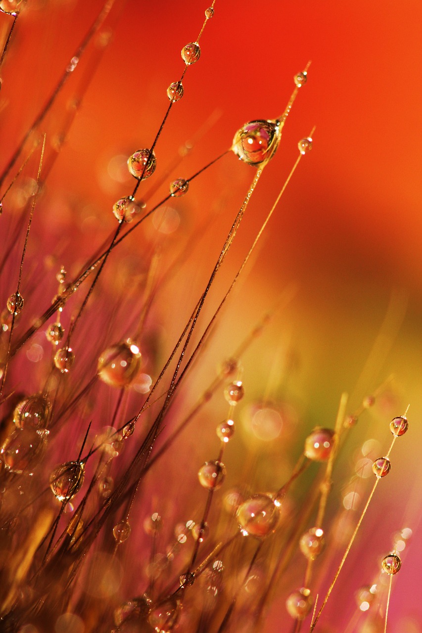 dewdrops, grass, morning-1269617.jpg