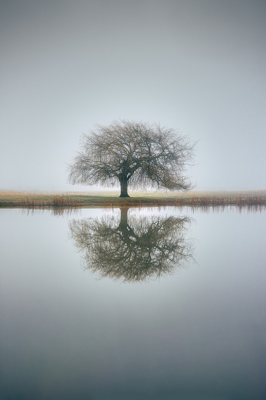 tree, reflection, fog-7403295.jpg